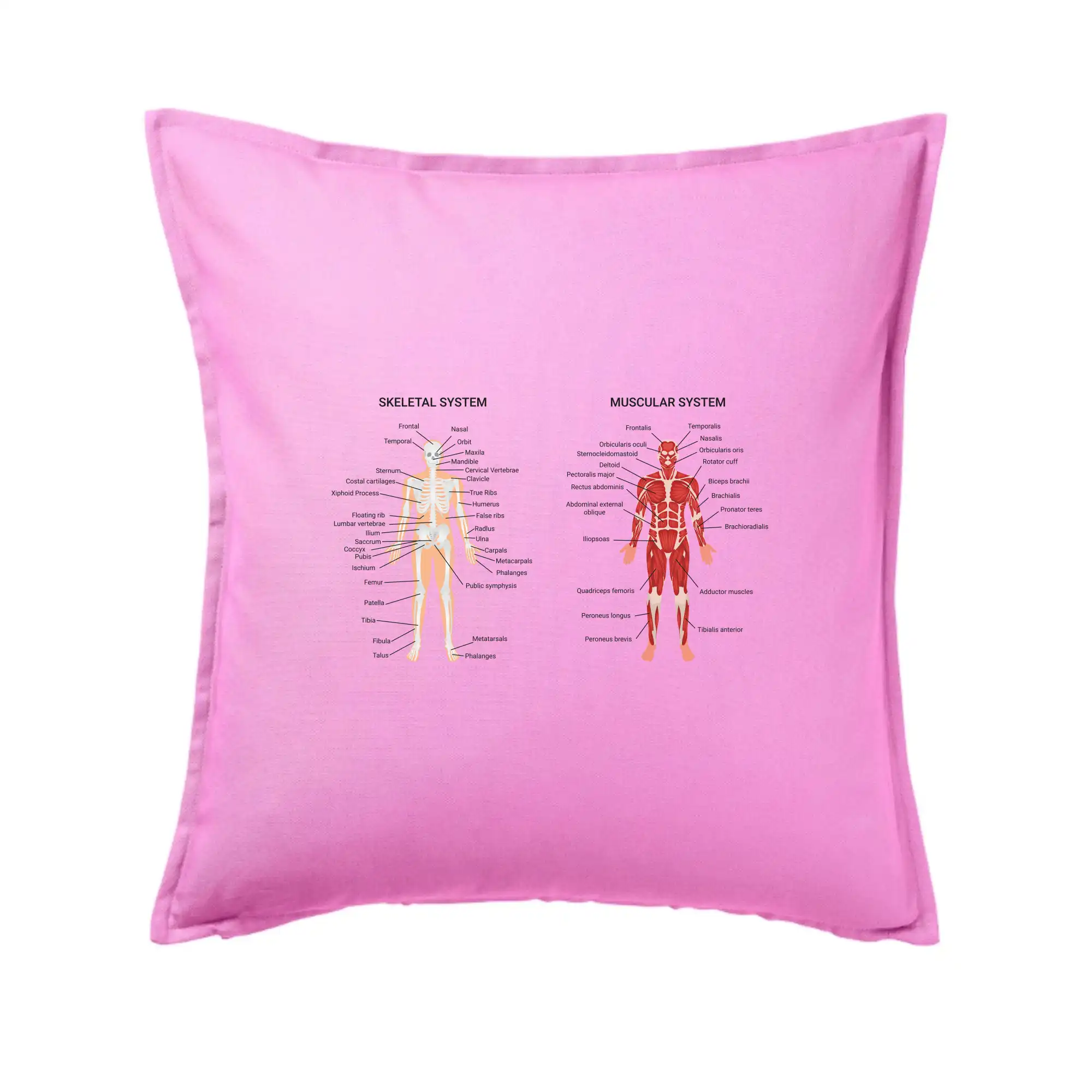 Skelet and Moscular system