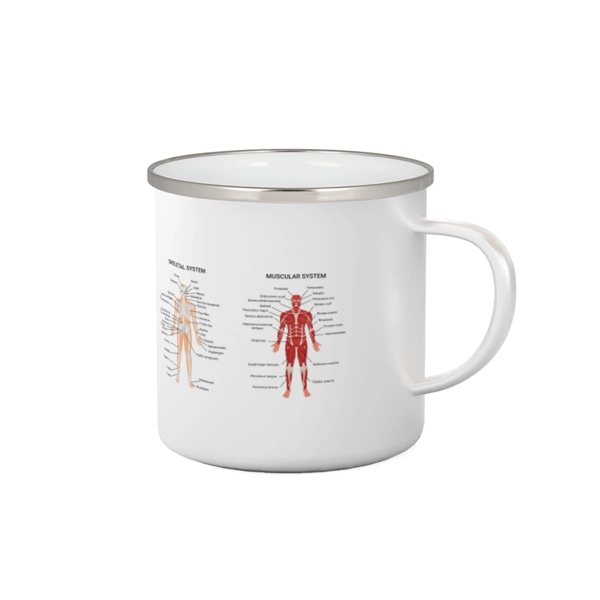 Skelet and Moscular system