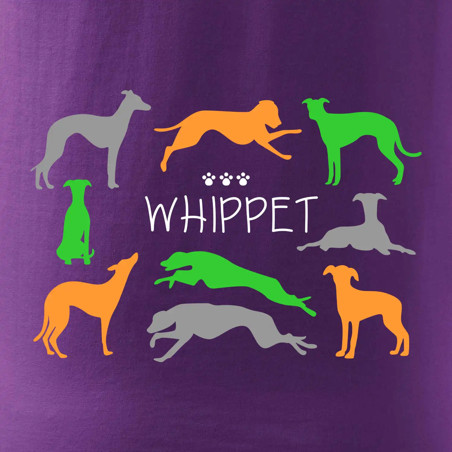 Whippet barevný