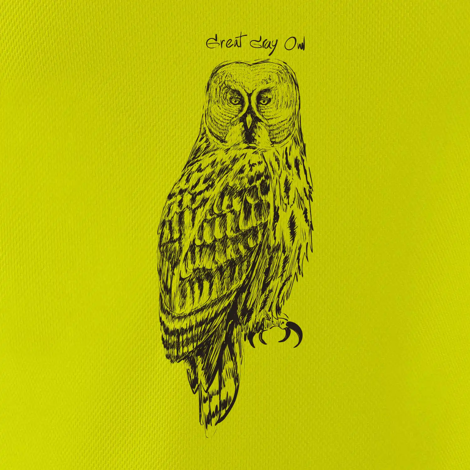 Puštík vousatý great gray owl