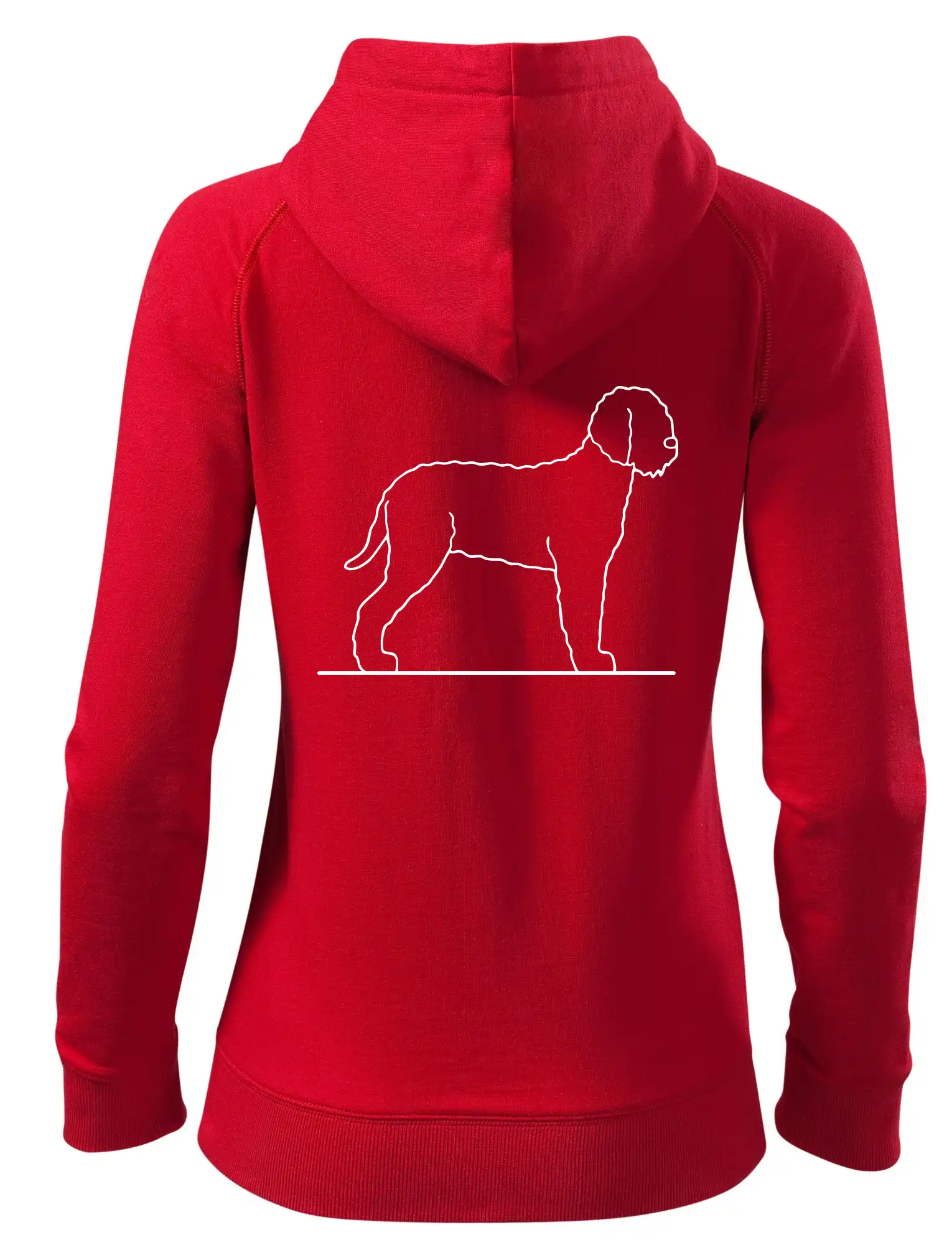 Lagotto romagnolo stojící