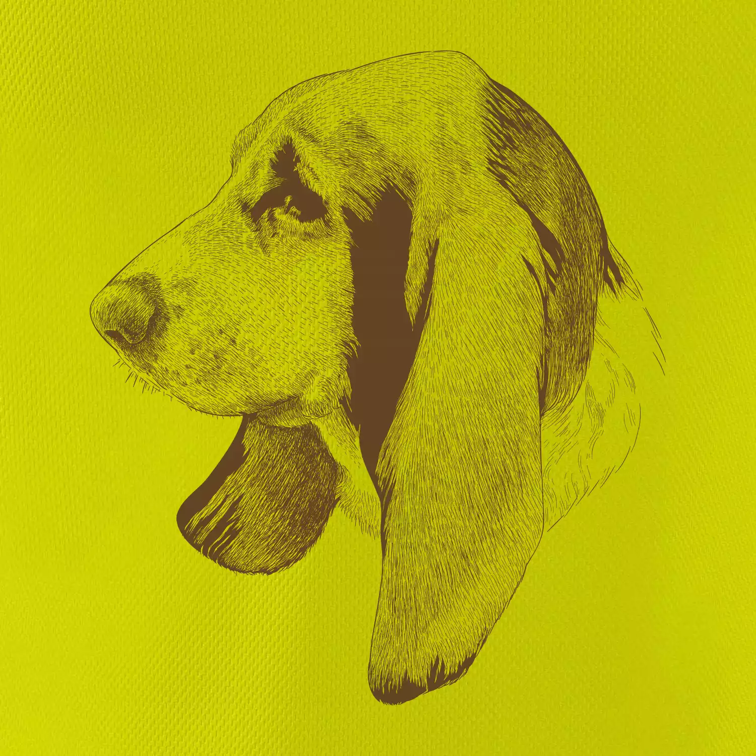 Basset - kreslená hlava