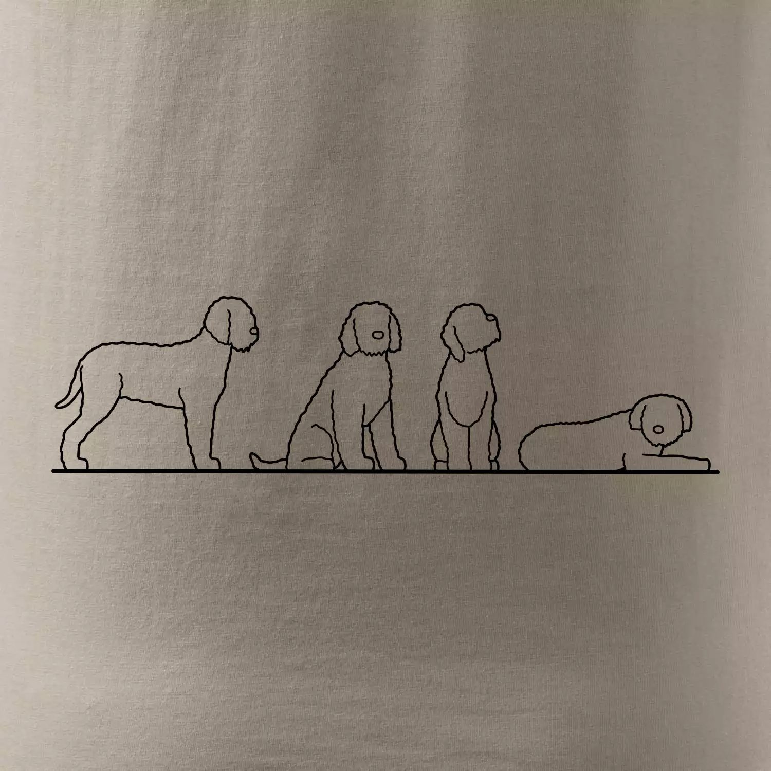 Lagotto romagnolo postavy linka