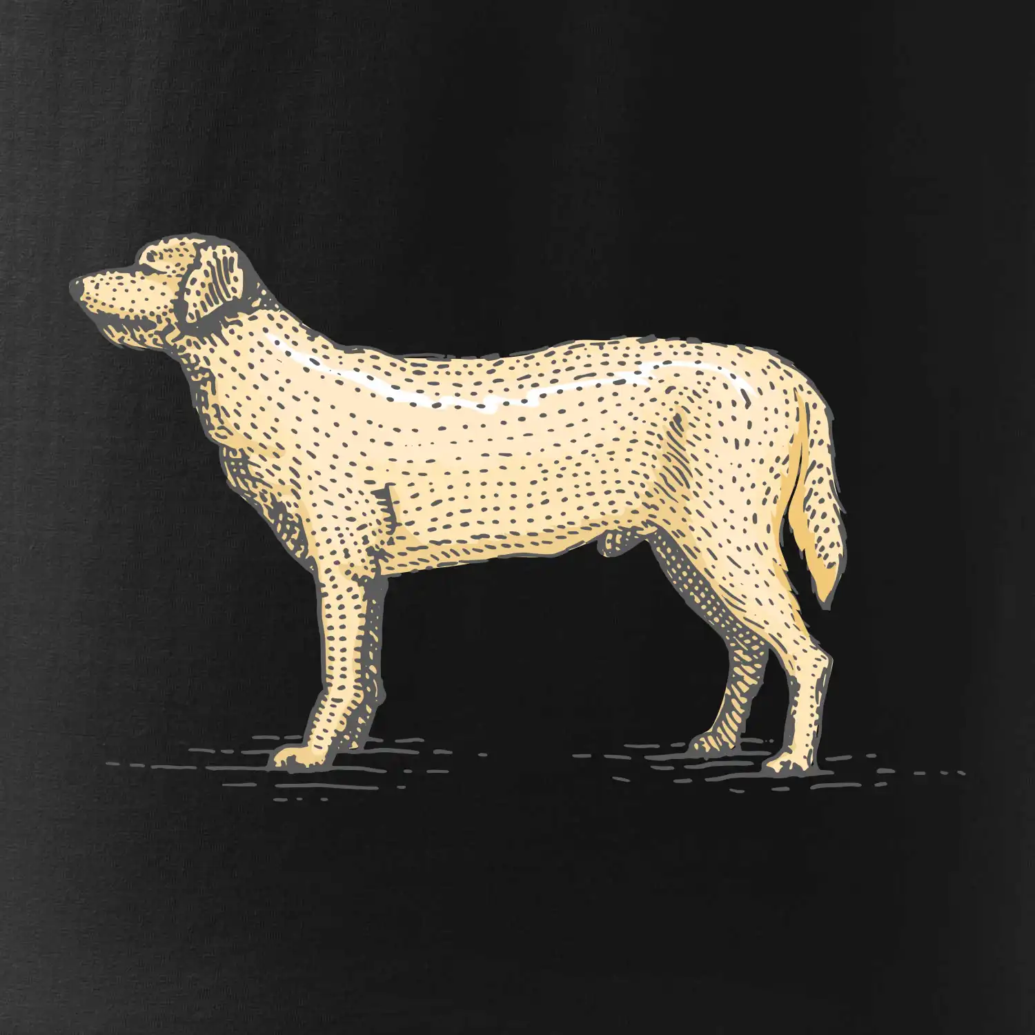 Vintage Labrador