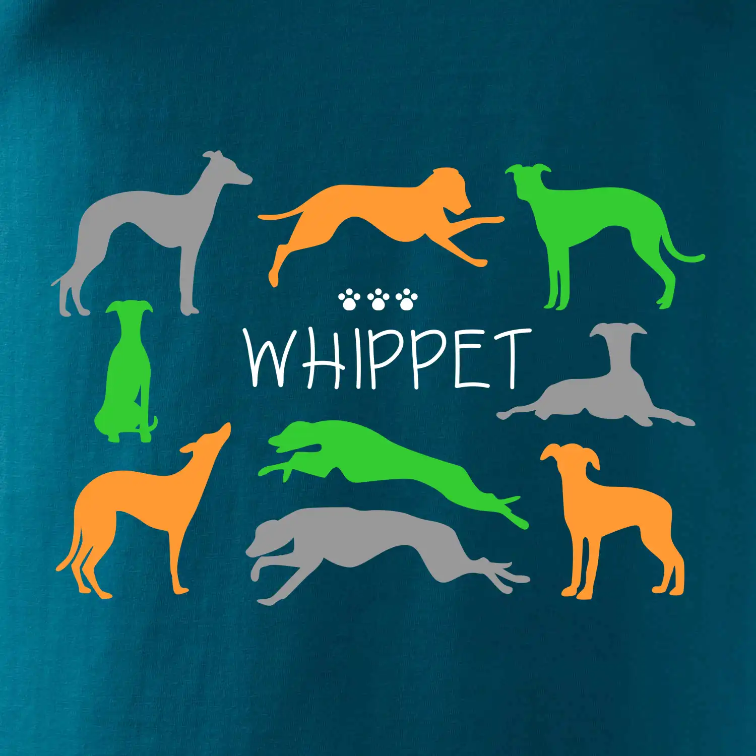 Whippet barevný