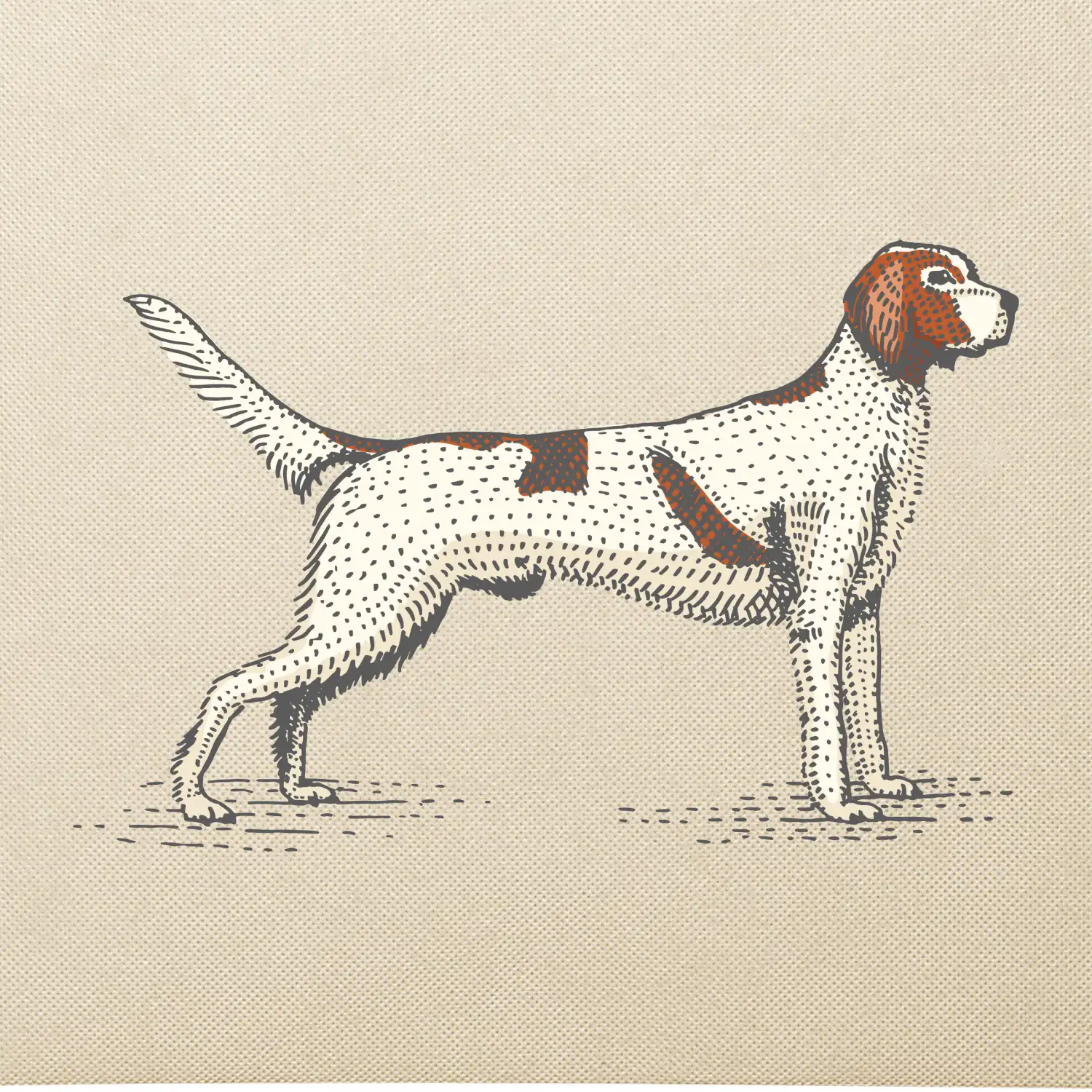 Vintage Setter