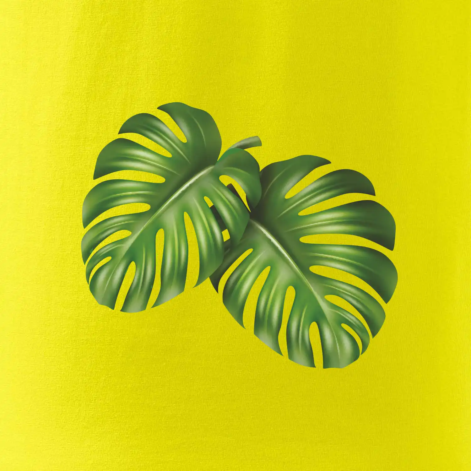 Monstera - dva listy