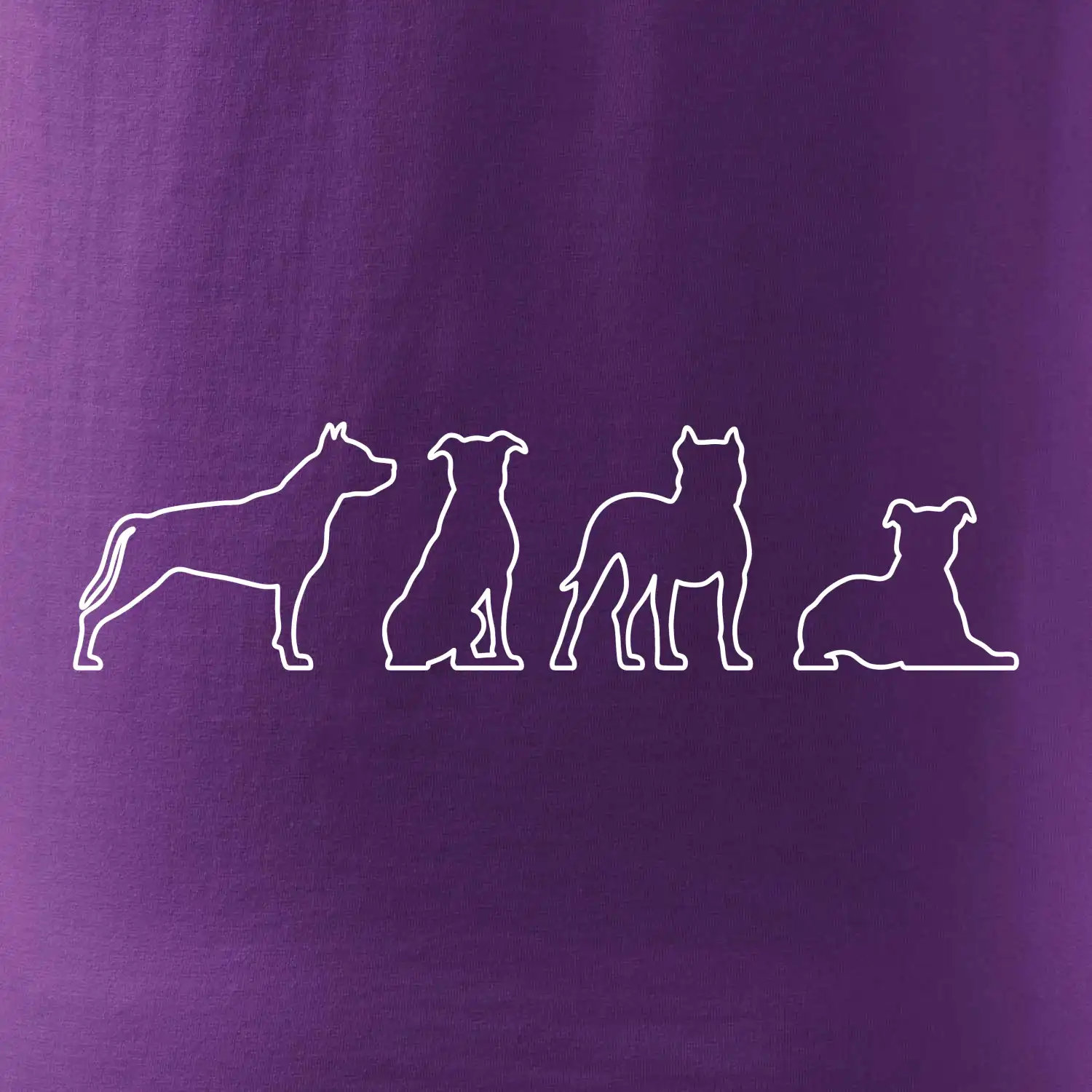 Americký stafordširský teriér v různých pozicích