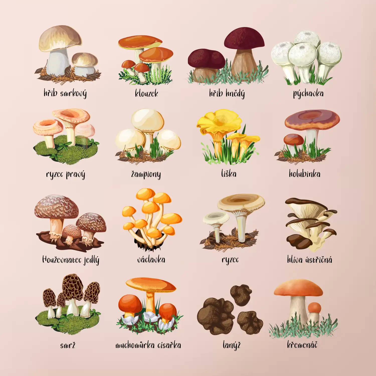 Atlas hub - triko s houbami