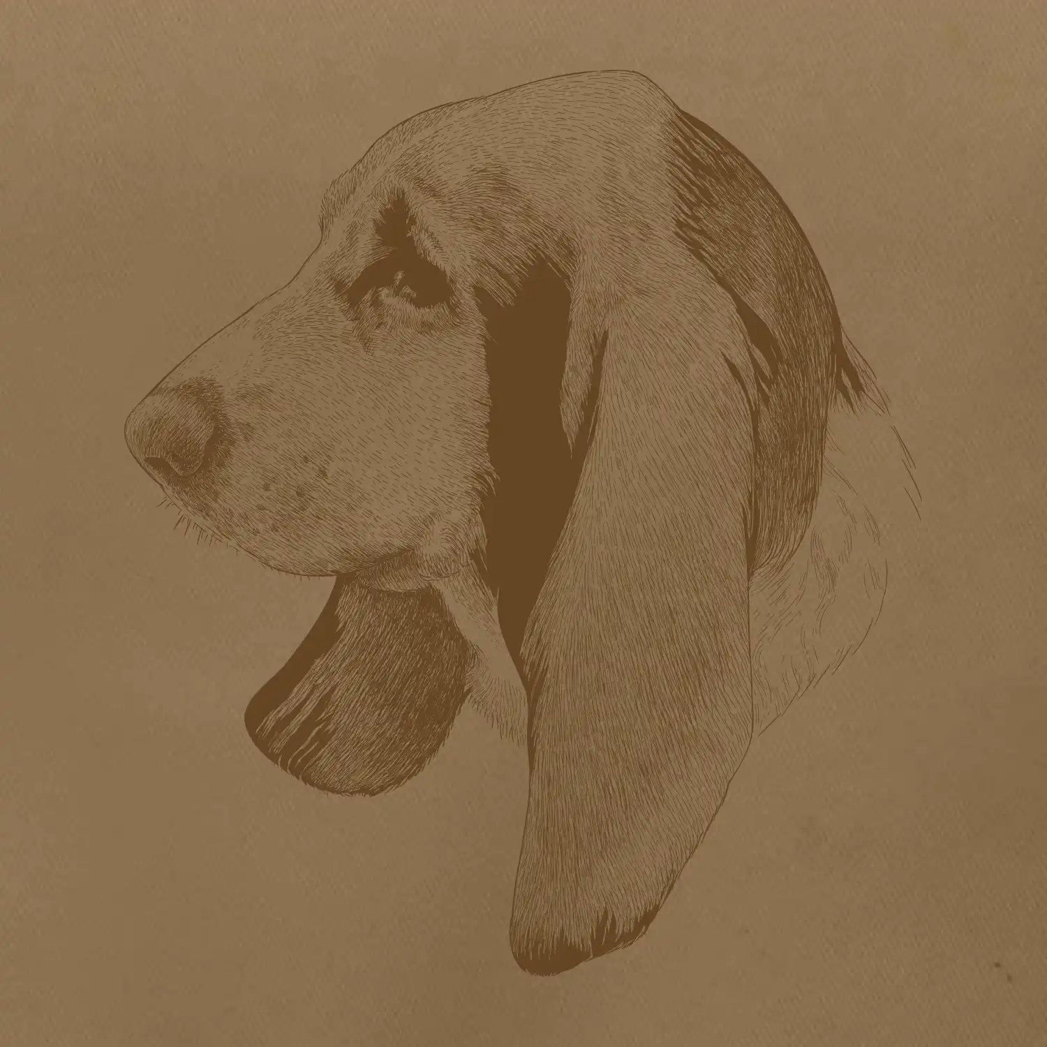 Basset - kreslená hlava