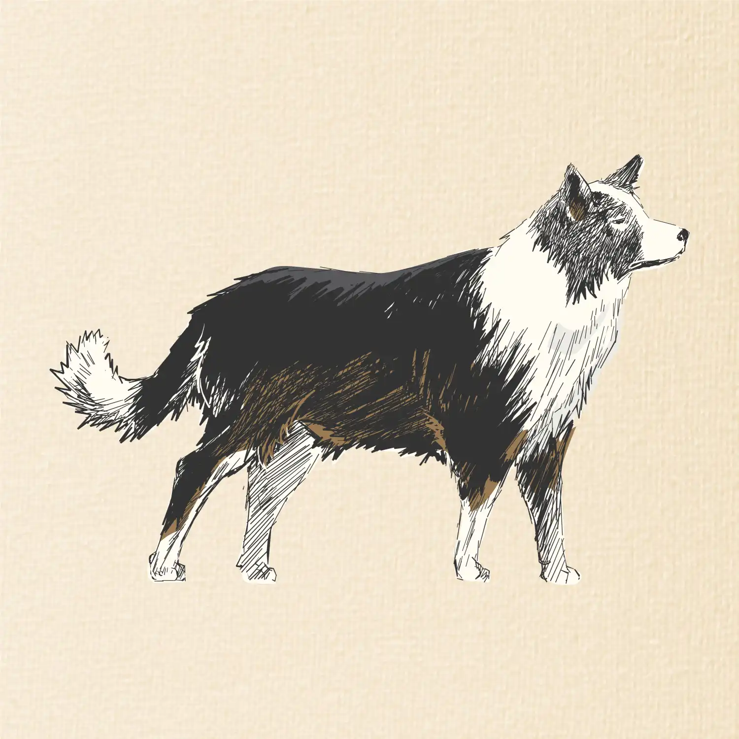 Border kolie kreslená