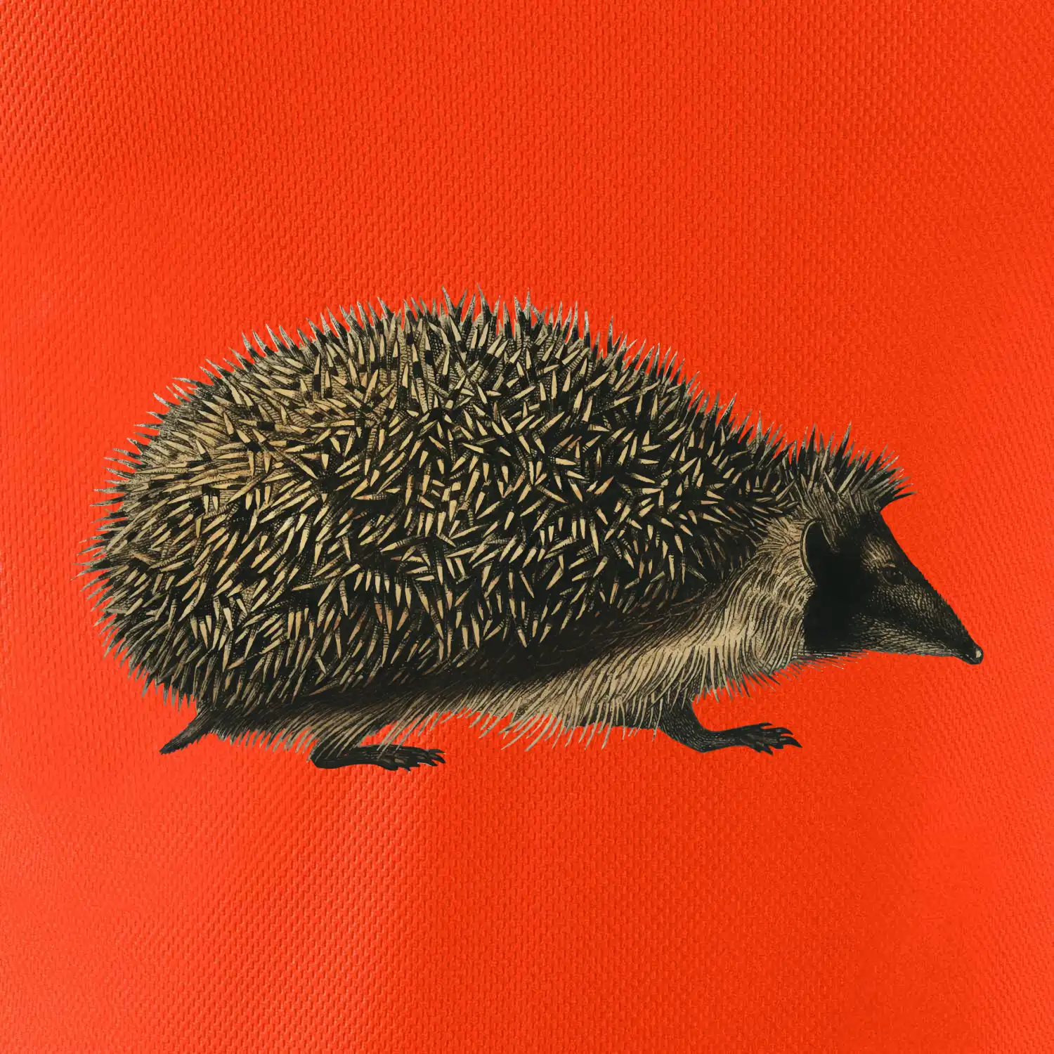 Ježek kresba