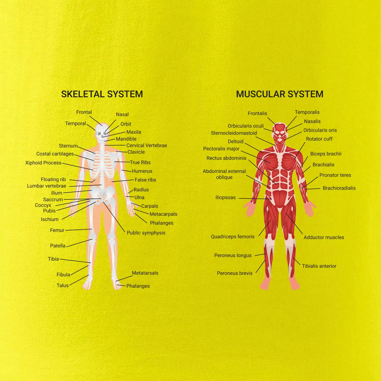Skelet and Moscular system