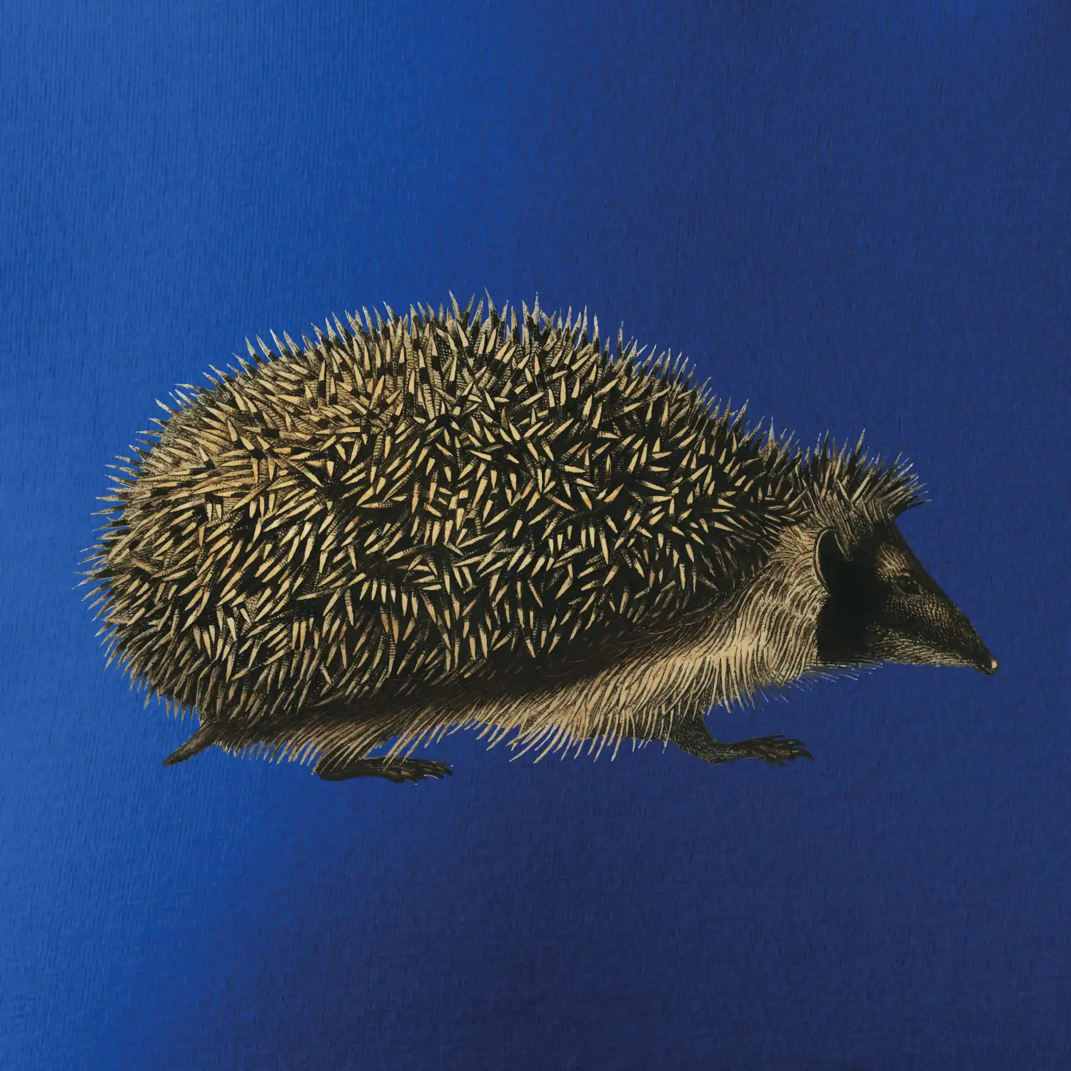 Ježek kresba