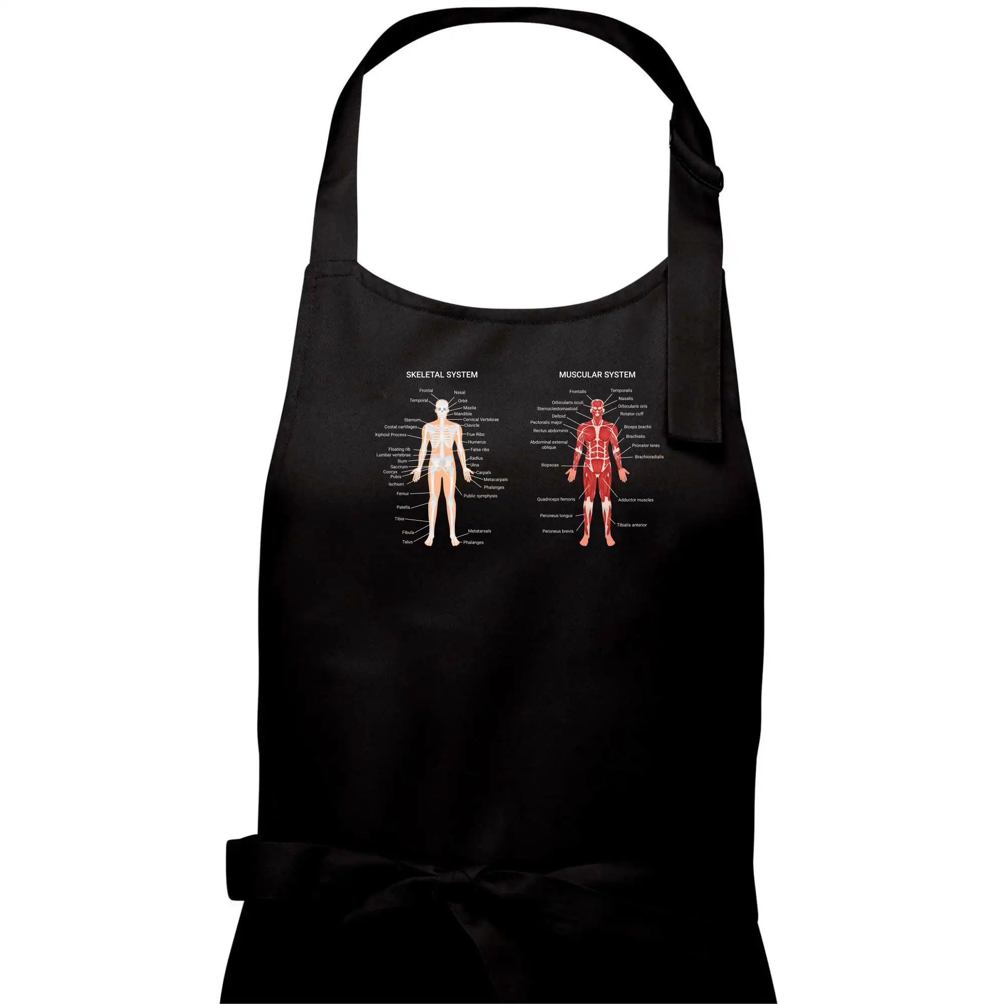 Skelet and Moscular system