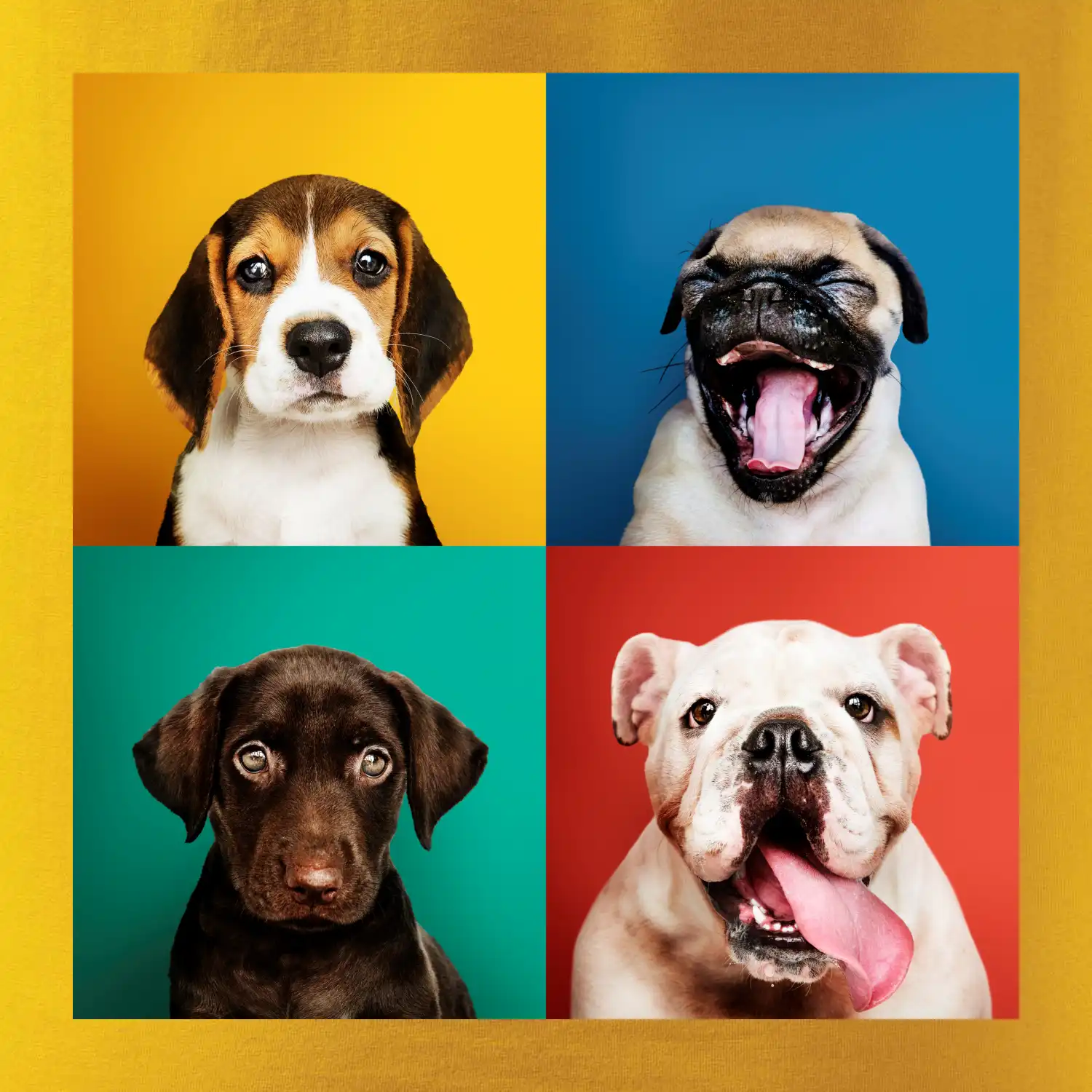 Psi štěňata koláž