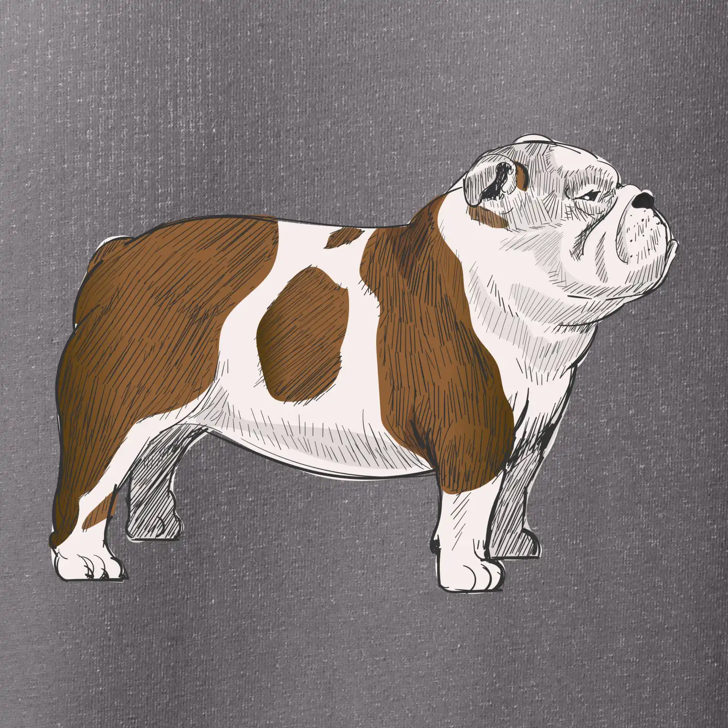 Vintage English bulldog