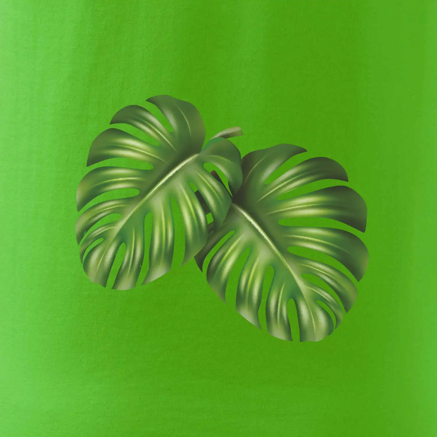 Monstera - dva listy