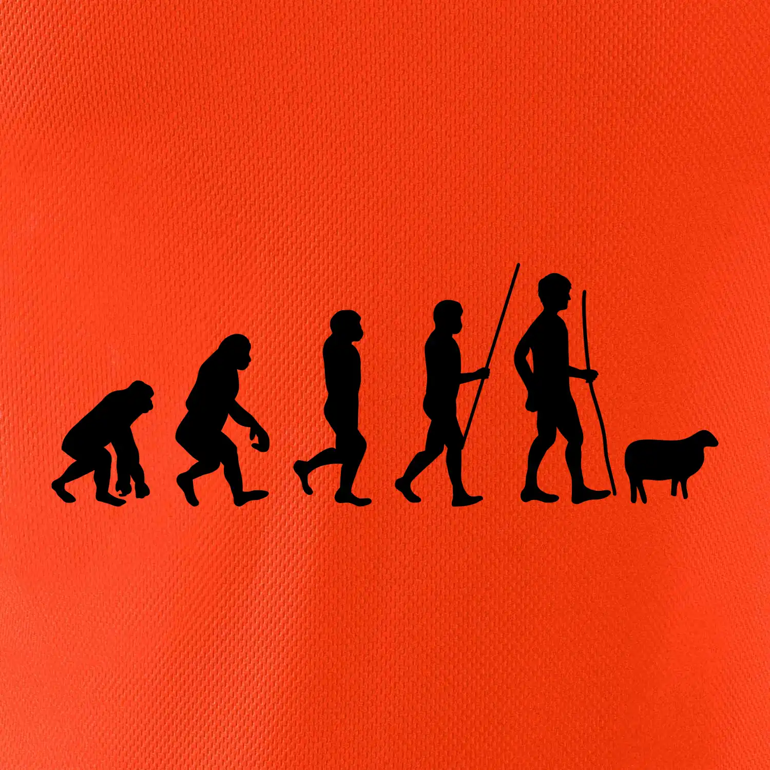 Evoluce pastevec ovcí