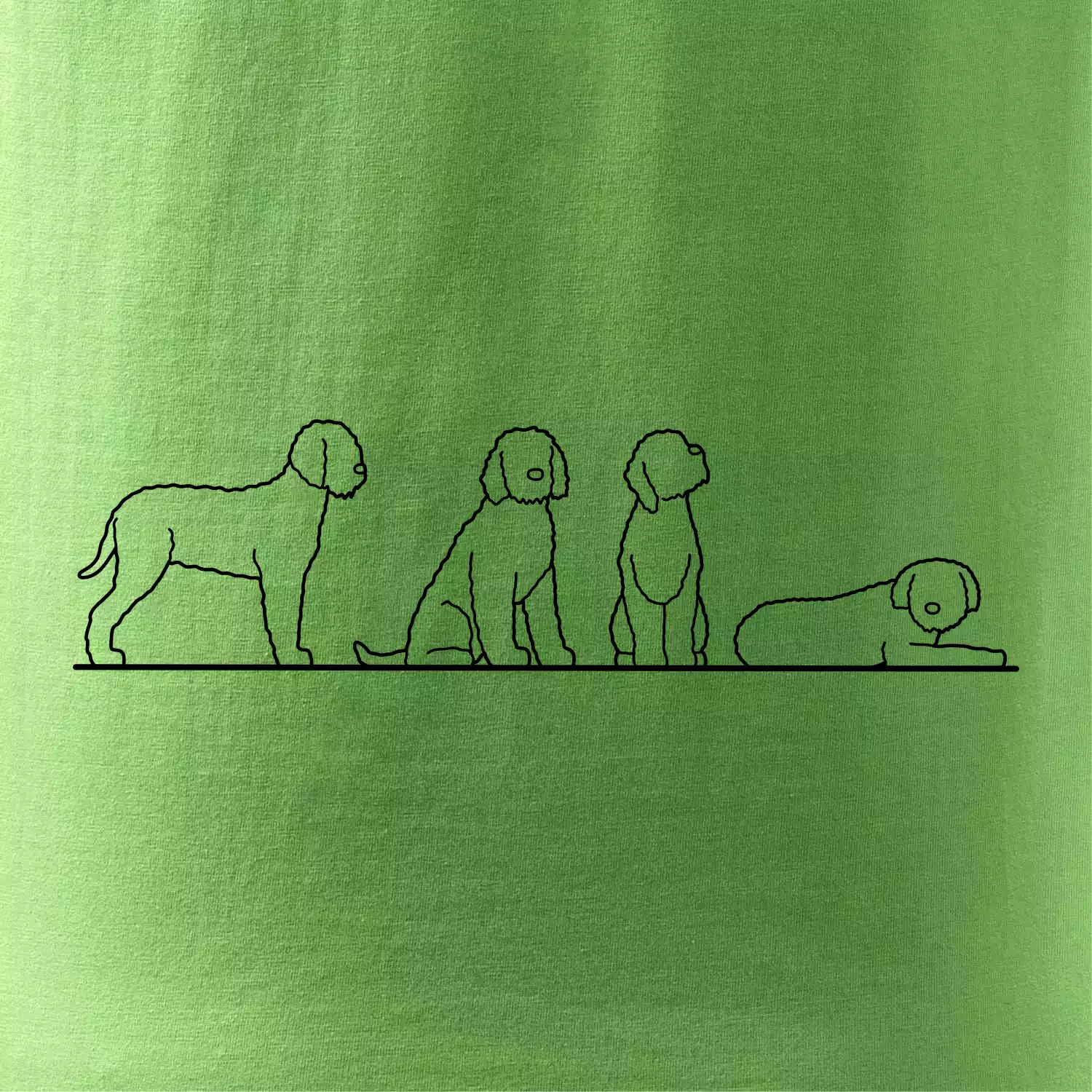 Lagotto romagnolo postavy linka