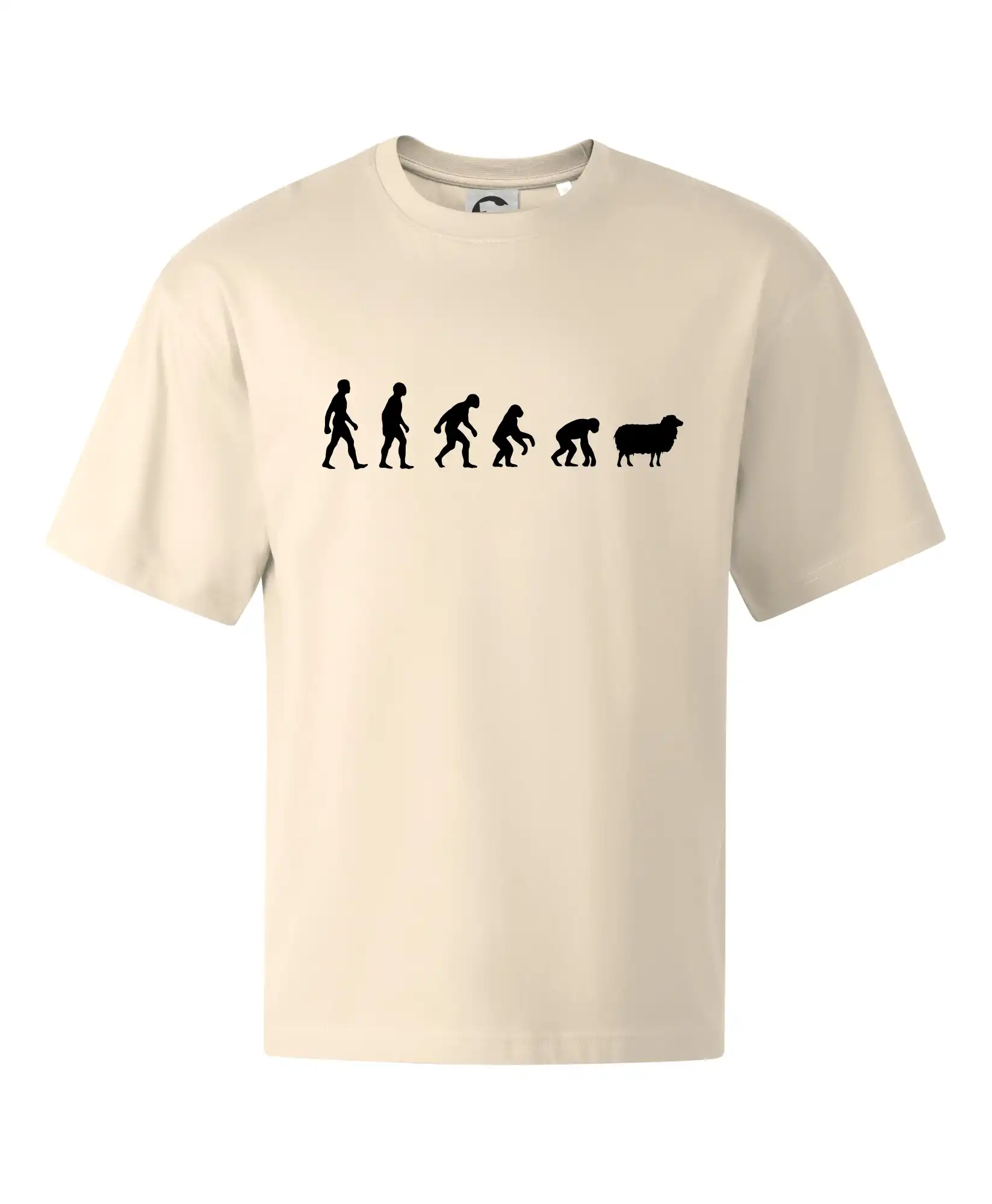 Evoluce ovce