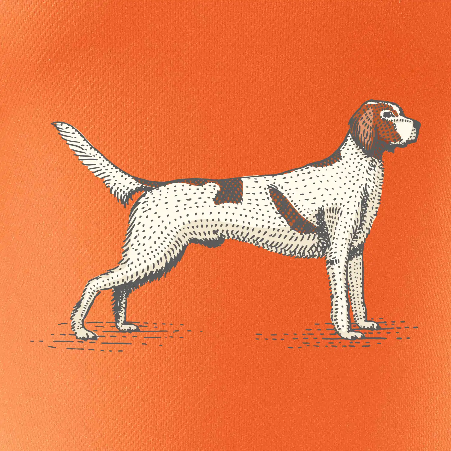 Vintage Setter