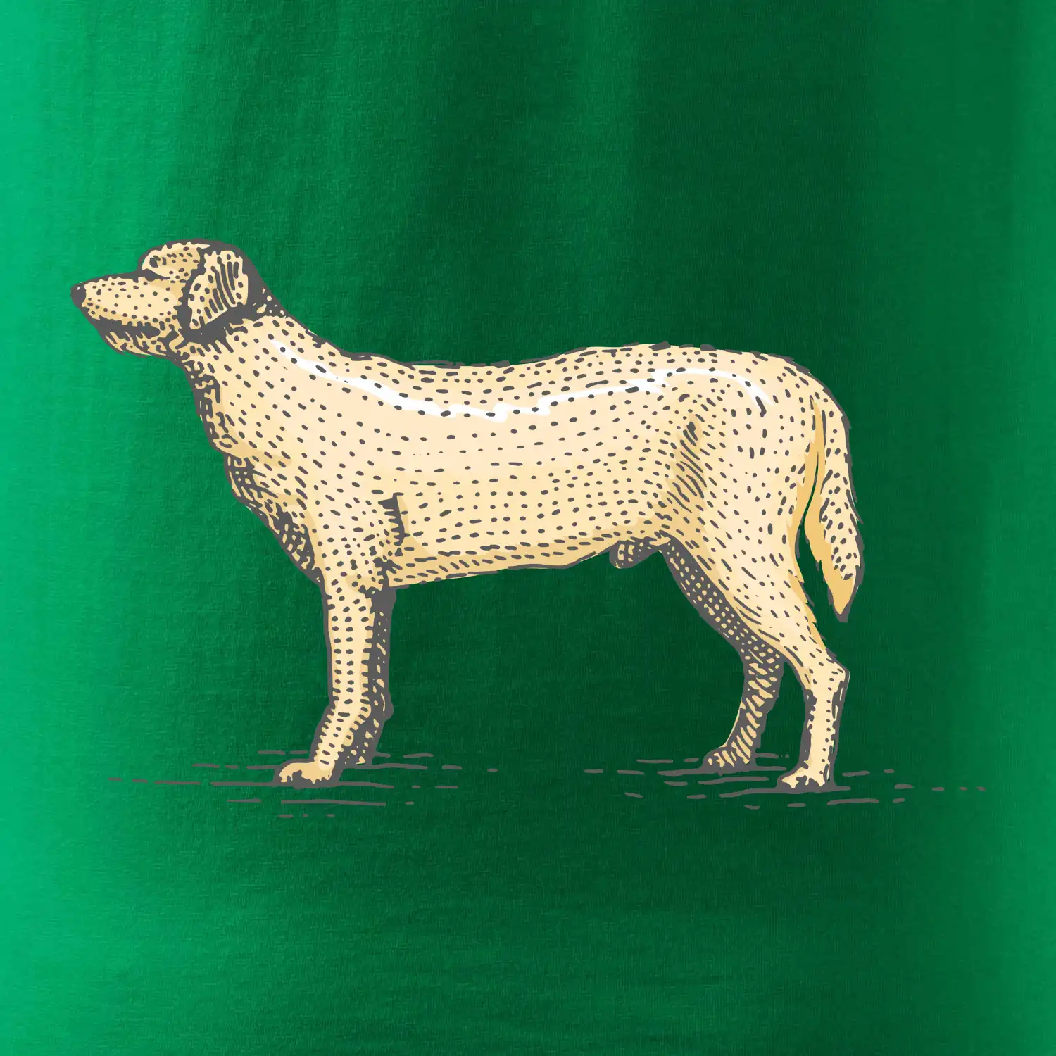 Vintage Labrador