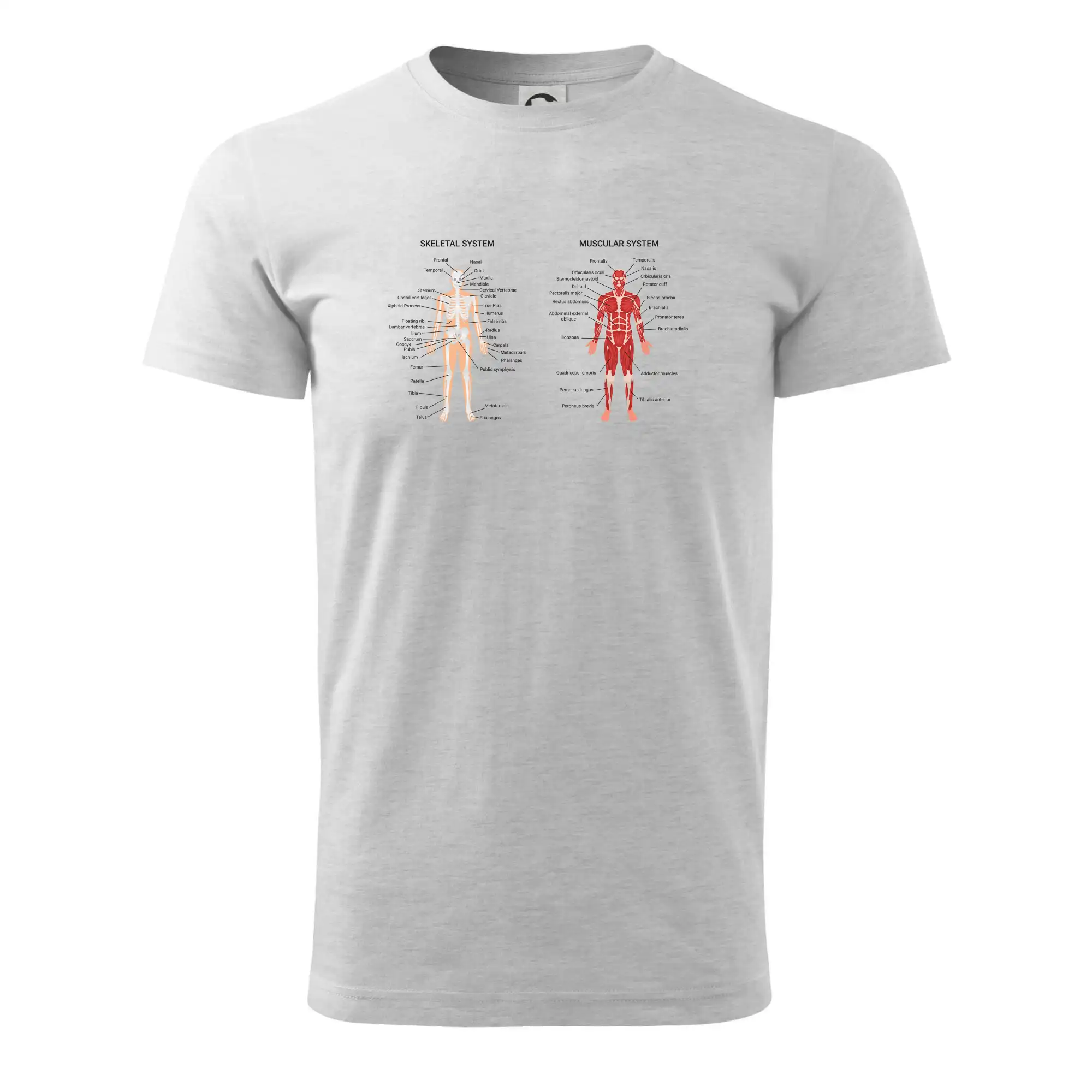 Skelet and Moscular system