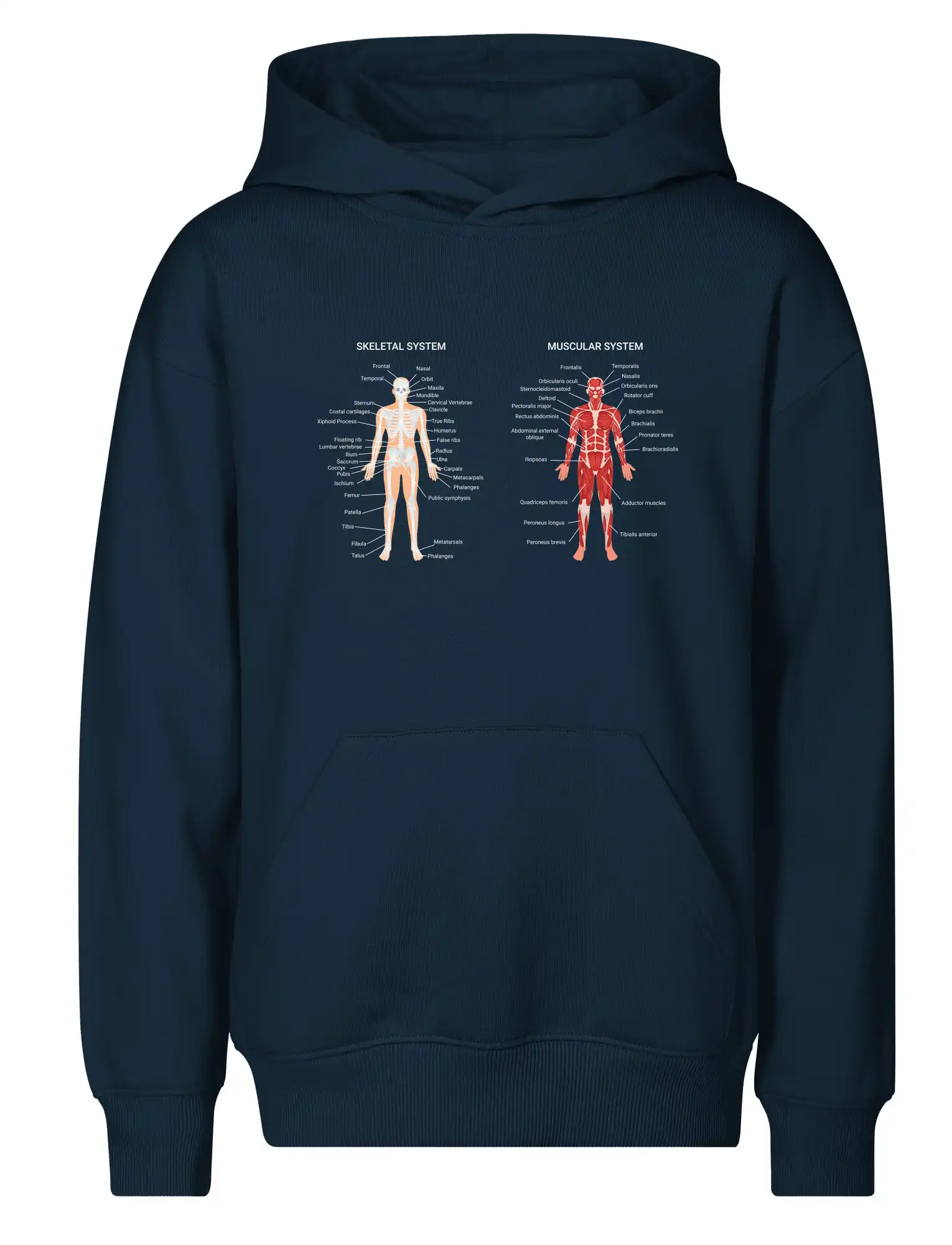 Skelet and Moscular system