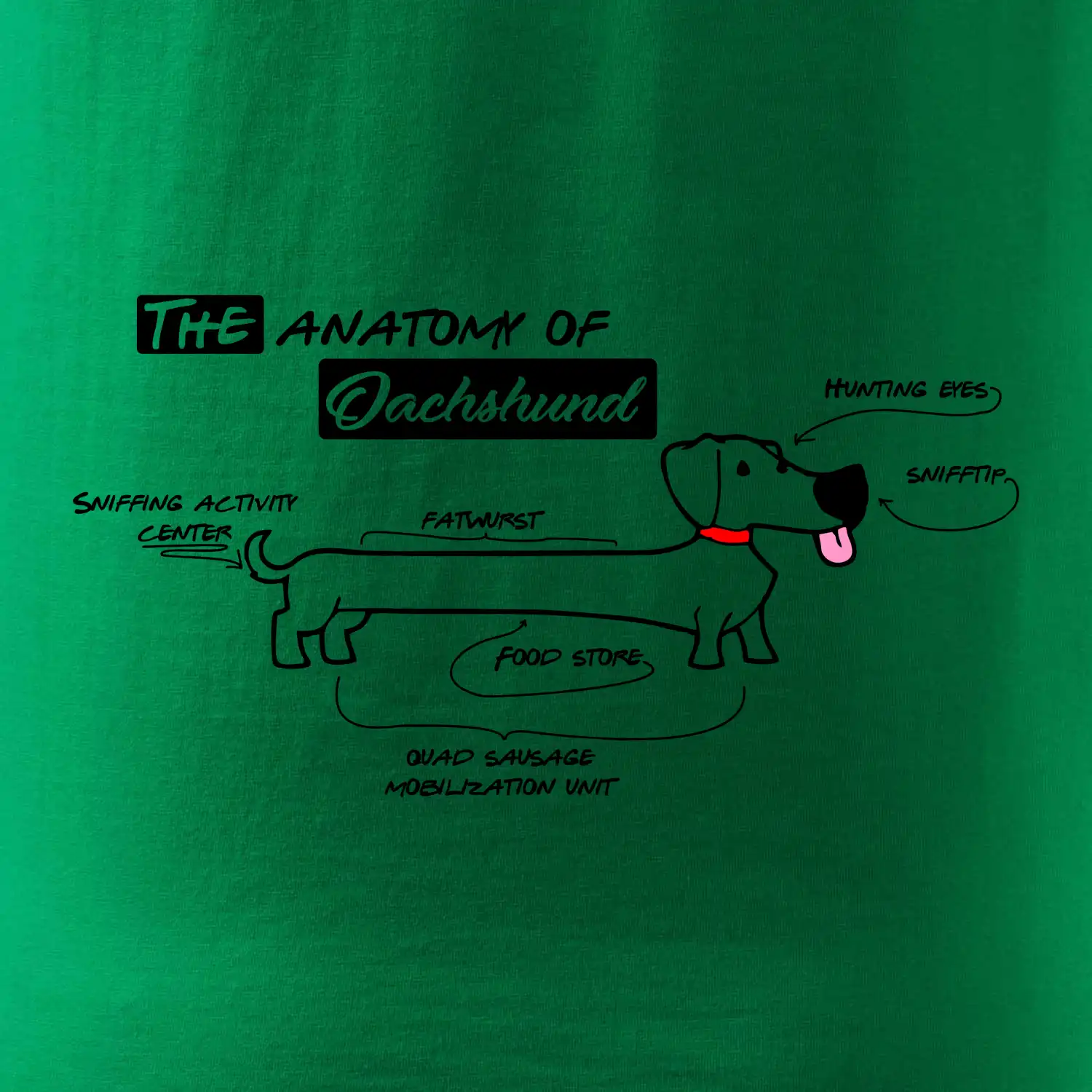 Jezevčík - Anatomie