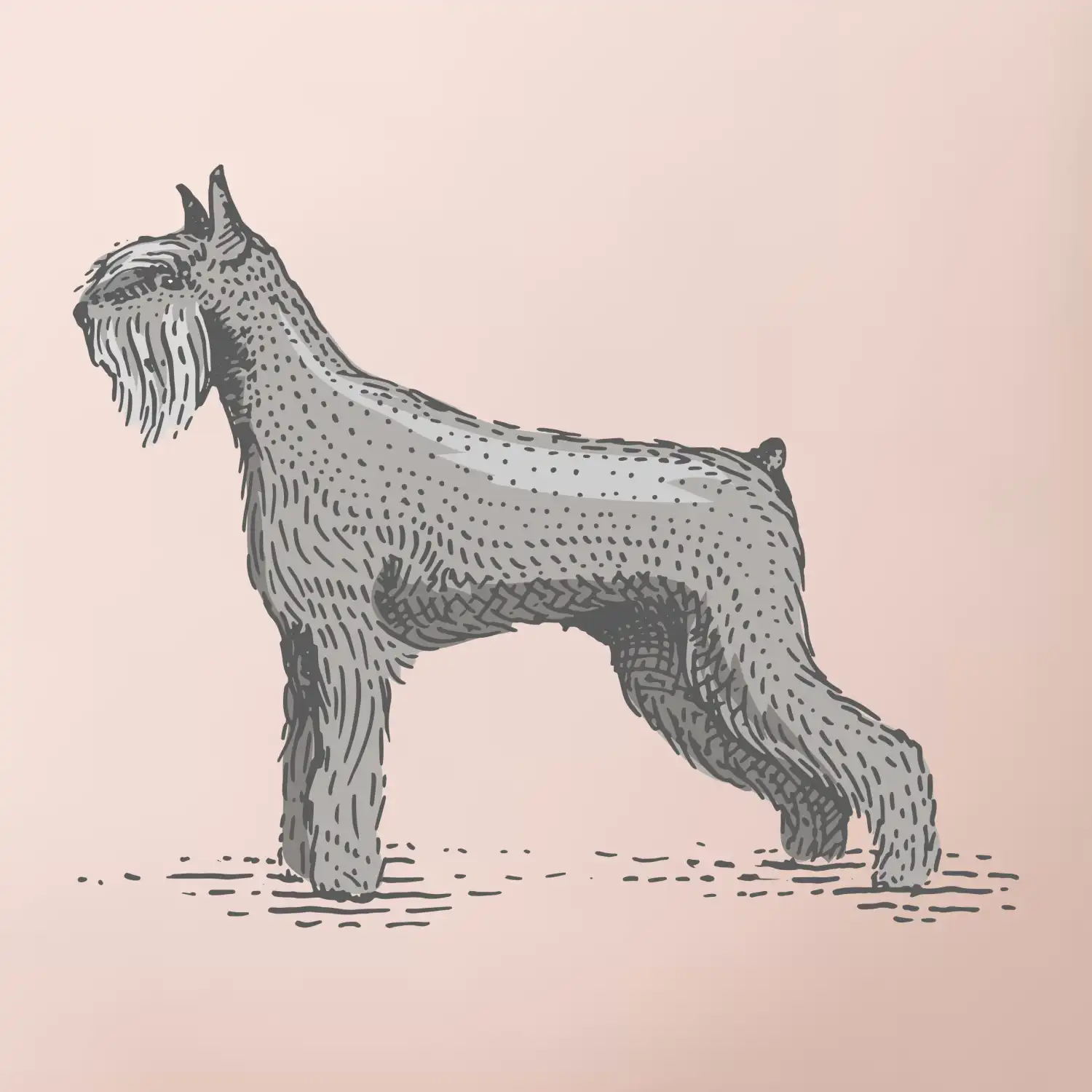 Vintage Schnauzer