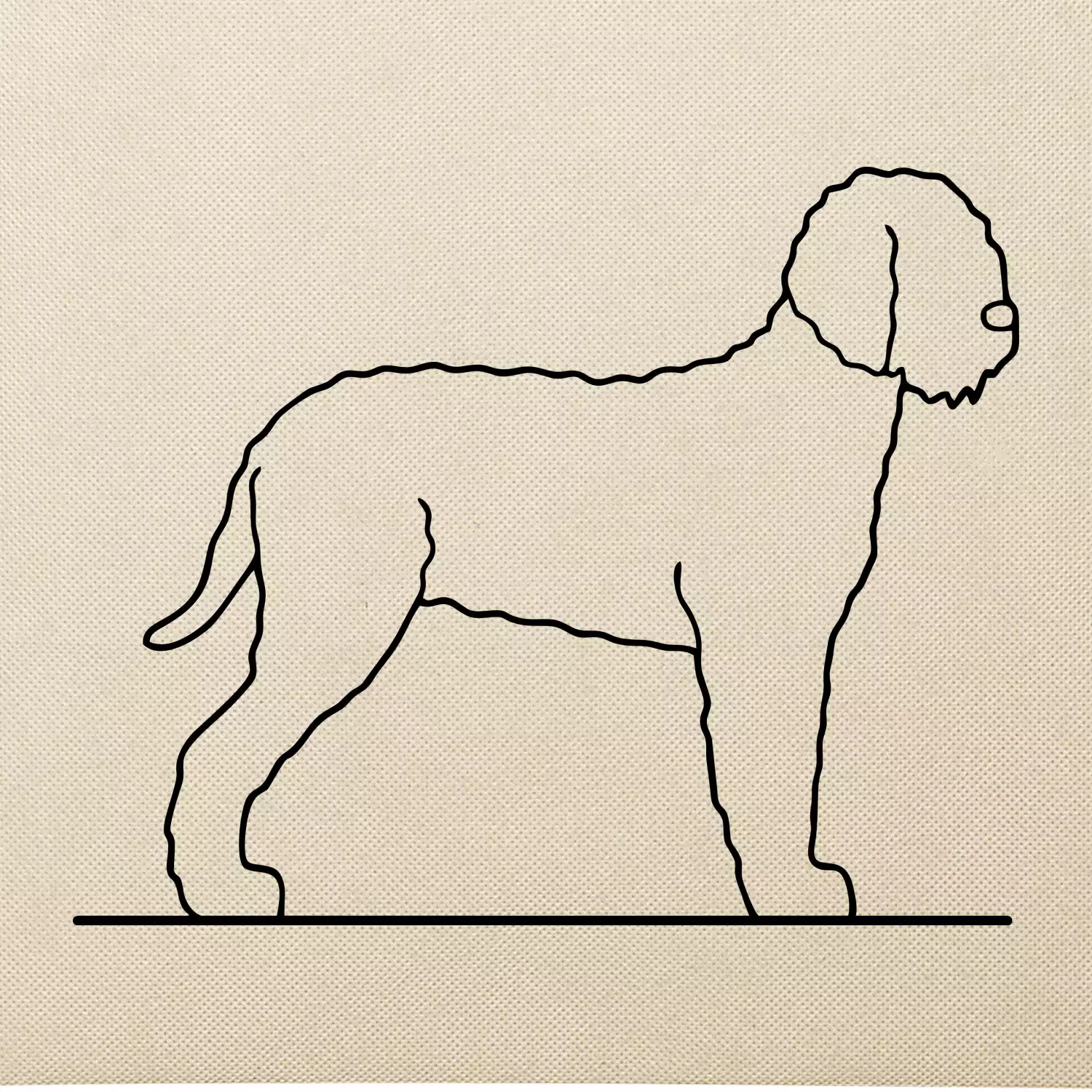 Lagotto romagnolo stojící