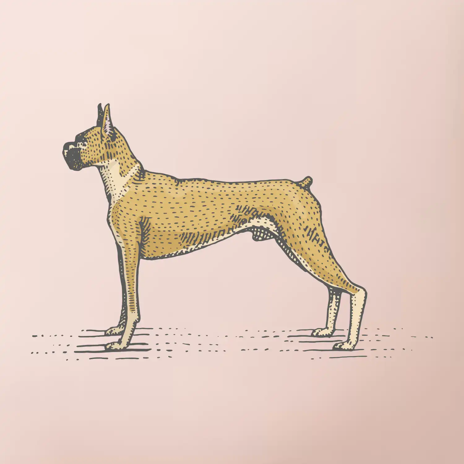 Vintage Boxer